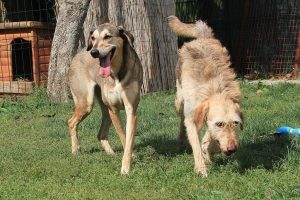 Fellfreunde Hundevermittlung, Adoption Hund, Tiervermittlung