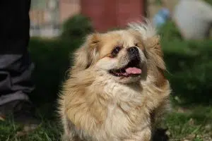 Fellfreunde Regenbogenhunde