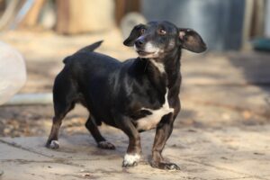 Fellfreunde Fellnasen mit Handicap und Angsthunde