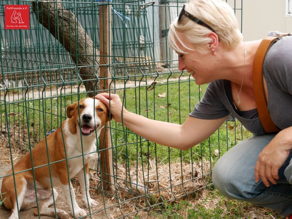 Fellfreunde Besuch in unserem Partnertierheim in Gyula