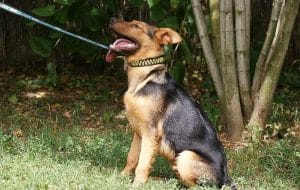 Fellfreunde Glücksfelle 2017