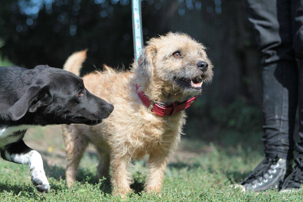 Murphy Zuhause gefunden Hundevermittlung Fellfreunde.de e.V.