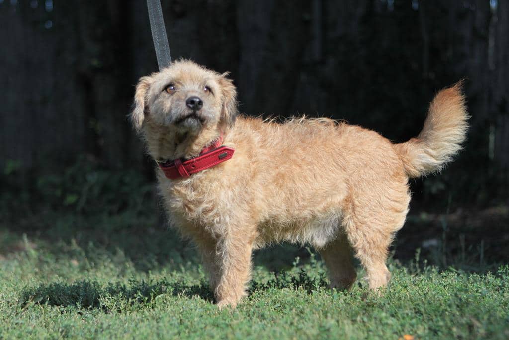 Murphy Zuhause gefunden Hundevermittlung Fellfreunde.de e.V.