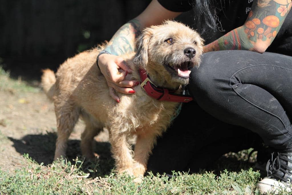 Murphy Zuhause gefunden Hundevermittlung Fellfreunde.de e.V.