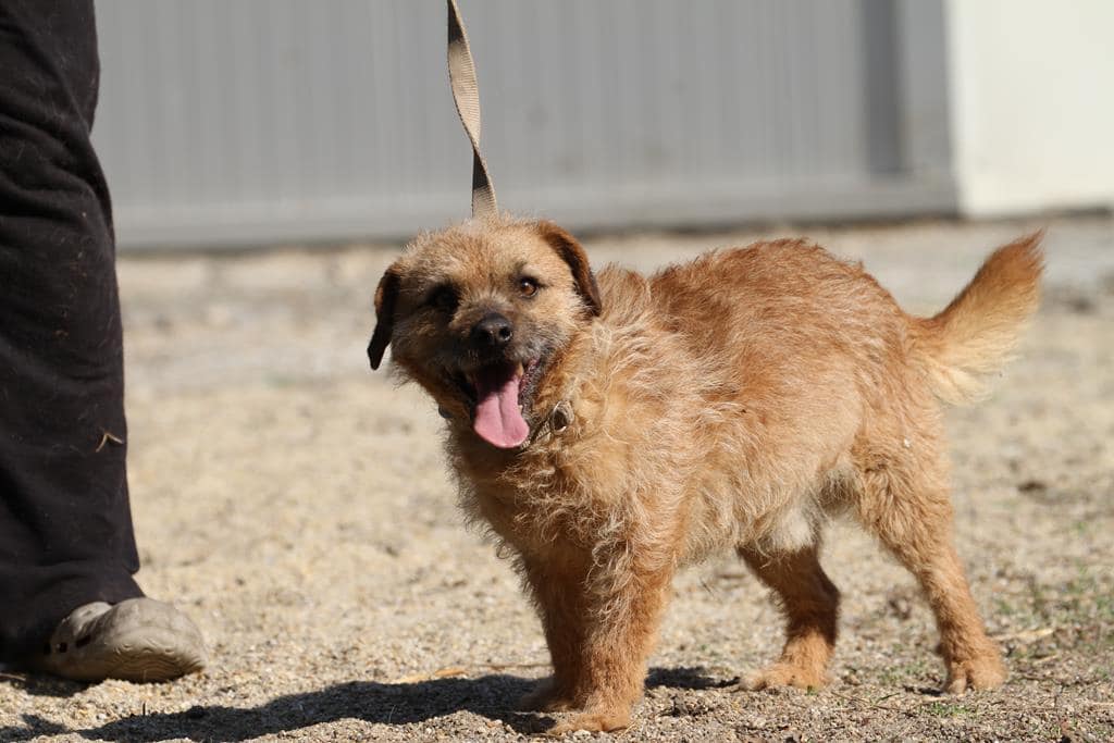 Murphy Zuhause gefunden Hundevermittlung Fellfreunde.de e.V.