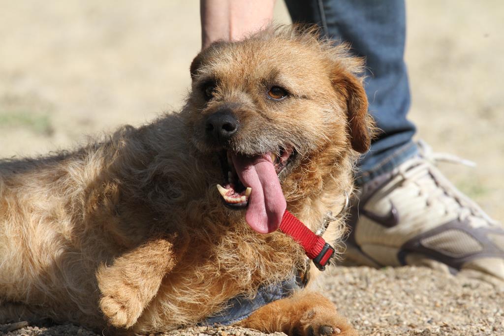 Murphy Zuhause gefunden Hundevermittlung Fellfreunde.de e.V.