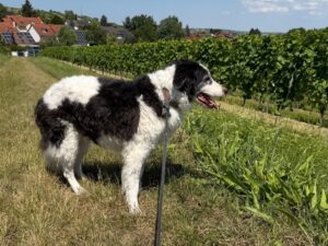 Fellfreunde Rüden