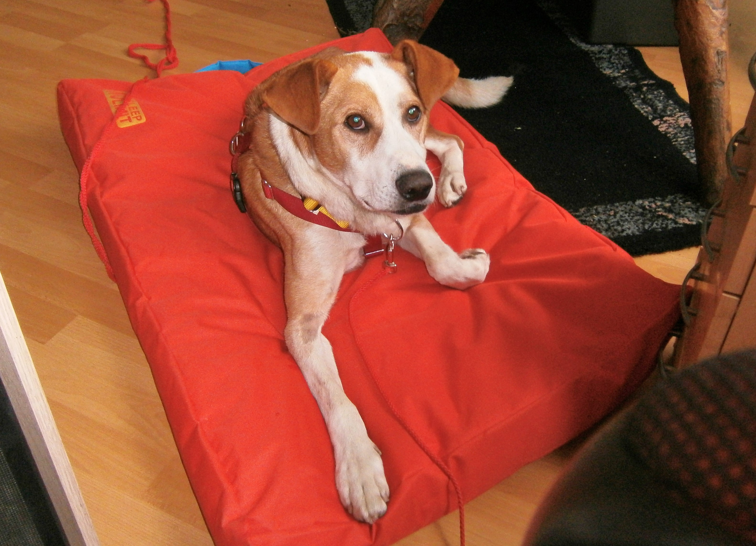 » Brutus darf auf Dauerpflege bleiben Hundevermittlung Fellfreunde
