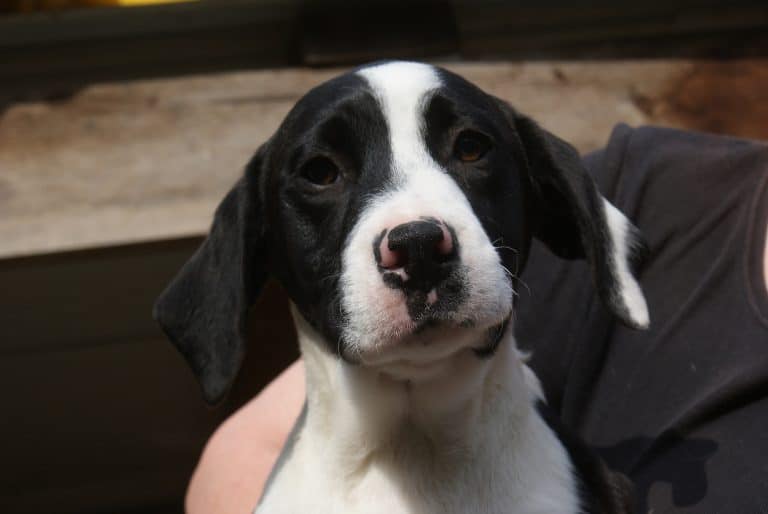 Auf Pflegestelle in Deutschland Adoption Hund Tierheim Solingen