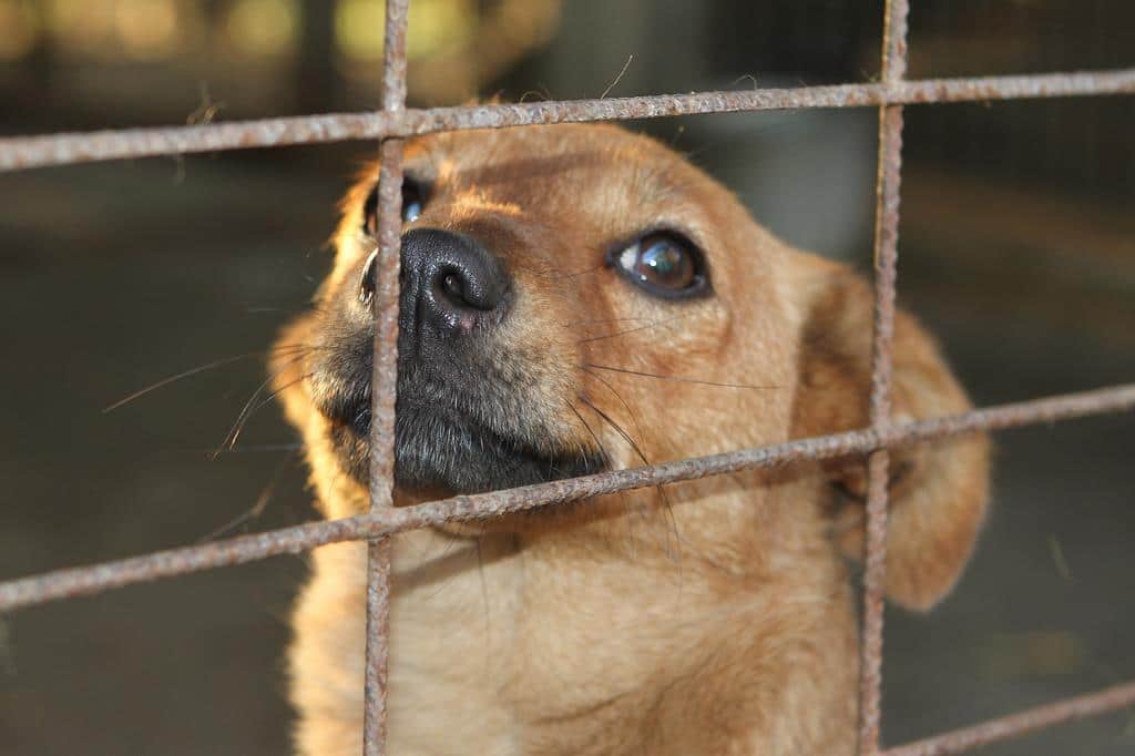 Hunde aus Ungarn, Tiervermittlung Solingen, Adoption Hund