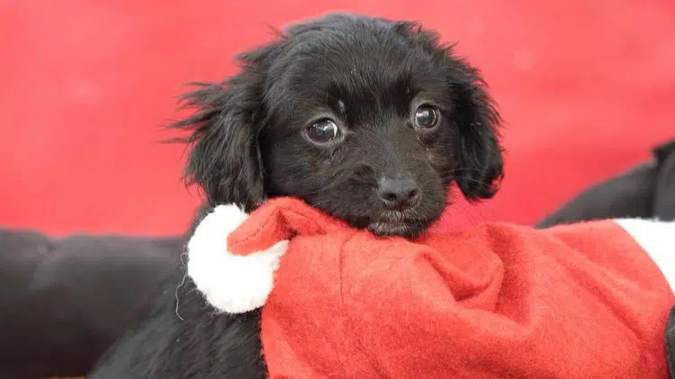 Weihnachtliche Hundekekse – 3. Advent 33 Weihnachtliche Hundekekse – 3. Advent