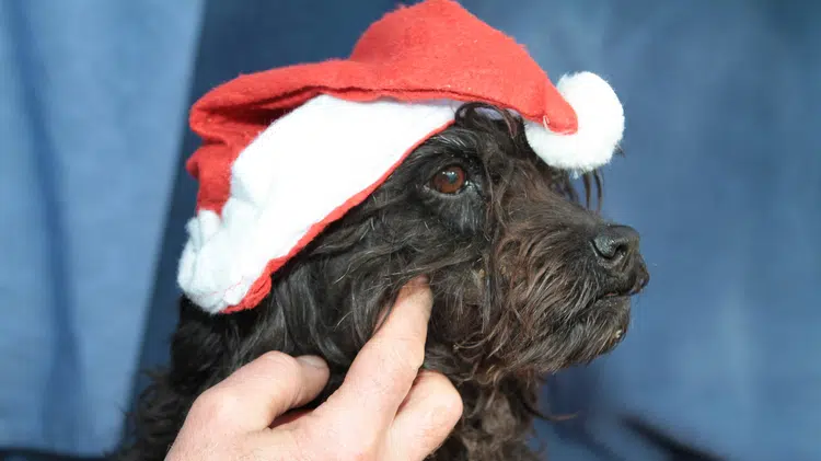 Weihnachtliche Hundekekse – 4. Advent 32 Weihnachtliche Hundekekse – 4. Advent