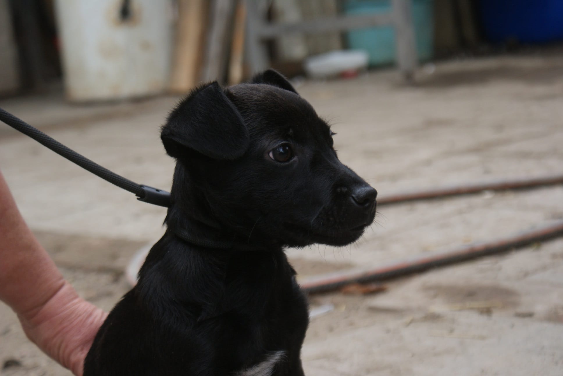 Miki Zuhause gefunden Hundevermittlung Fellfreunde.de e.V.