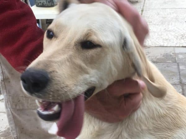 Auf Pflegestelle in Deutschland Adoption Hund Tierheim Solingen