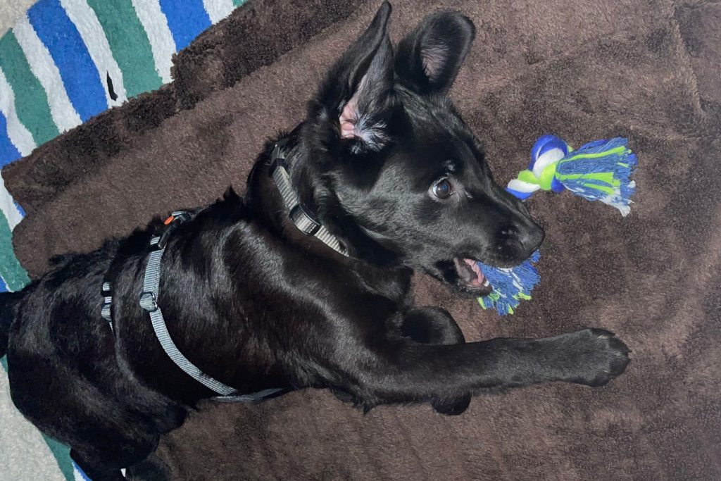 Fellfreunde Ein neues Zuhause für Cid gesucht 5 Fellfreunde Ein neues Zuhause für Cid gesucht