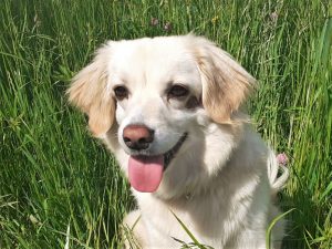 Fellfreunde Hundevermittlung, Adoption Hund, Tiervermittlung