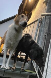 WhatsApp Bild 2025-10-11 um 14.34.25_39cfc895