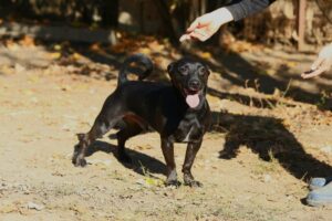 Fellfreunde Start 10 Fellfreunde Start