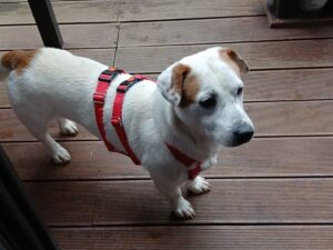 WhatsApp Image 2026-01-12 at 11.08.32