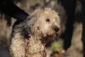 Fellfreunde Hündinnen