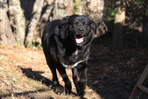 Fellfreunde Start 8 Fellfreunde Start