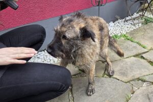 WhatsApp Bild 2025-09-21 um 16.29.01_ada01312