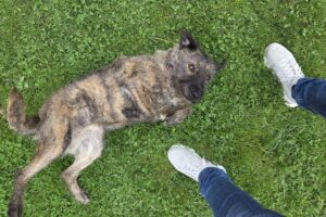 WhatsApp Bild 2025-09-21 um 16.29.05_7da9a50d