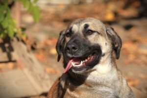 Fellfreunde Start 6 Fellfreunde Start