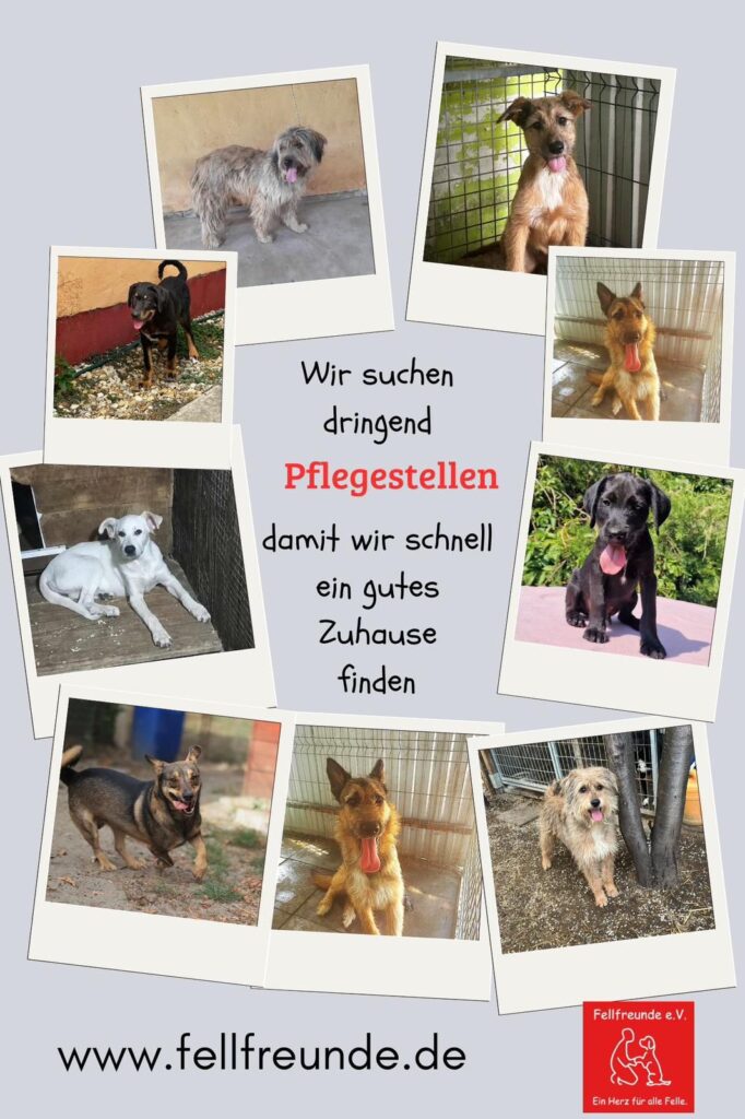 Fellfreunde Wir suchen dringend Pflegestellen 9 Fellfreunde Wir suchen dringend Pflegestellen