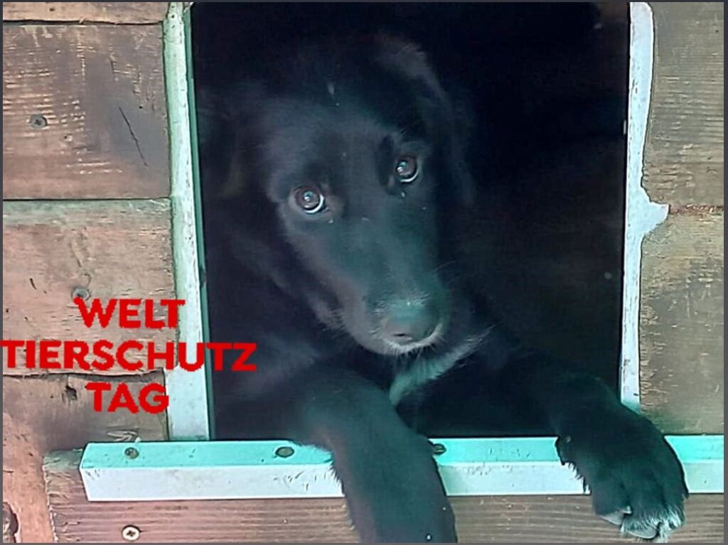 Fellfreunde Welttierschutztag 8 Fellfreunde Welttierschutztag