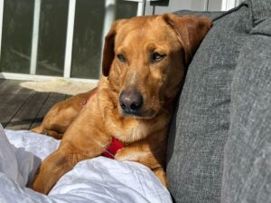 Fellfreunde Hündinnen