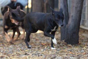 Fellfreunde Patenschaften 9 Fellfreunde Patenschaften