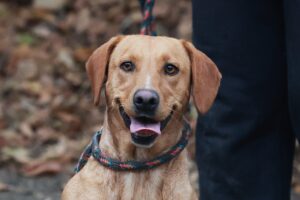 Fellfreunde Hundevermittlung, Adoption Hund, Tiervermittlung