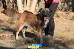 Fellfreunde Start 7 Fellfreunde Start