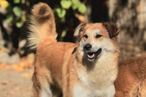 Fellfreunde Start 7 Fellfreunde Start