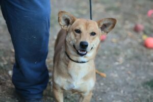 Fellfreunde Start 8 Fellfreunde Start