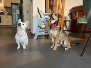 WhatsApp Bild 2025-10-20 um 12.46.04_15eead4f