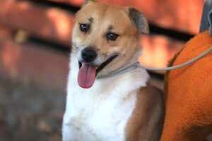 Fellfreunde Start 5 Fellfreunde Start