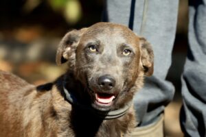 Fellfreunde Start 9 Fellfreunde Start