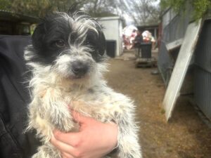 Fellfreunde Hundevermittlung, Adoption Hund, Tiervermittlung
