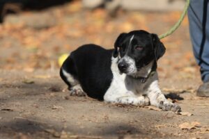 Fellfreunde Start 9 Fellfreunde Start