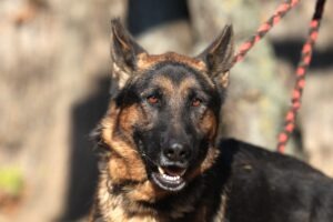 Fellfreunde Start 5 Fellfreunde Start