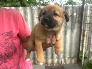 Fellfreunde Welpen/Junghunde