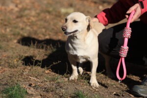 Fellfreunde Start 5 Fellfreunde Start