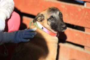 Fellfreunde Start 8 Fellfreunde Start