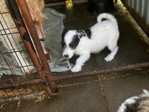 Fellfreunde Hundevermittlung, Adoption Hund, Tiervermittlung