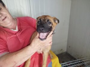 Fellfreunde Hundevermittlung, Adoption Hund, Tiervermittlung