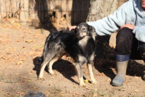 Fellfreunde Start 9 Fellfreunde Start