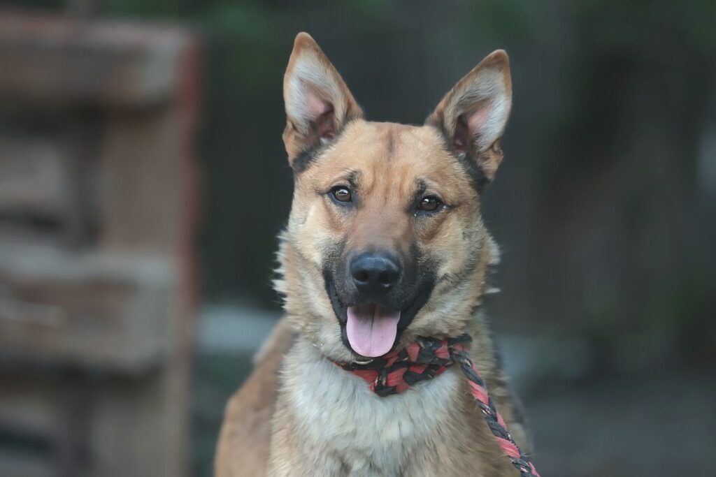 Fellfreunde Coby, auch du darfst endlich losgehen.