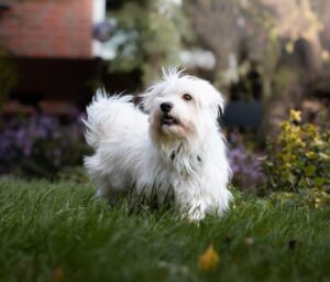 Fellfreunde Start 5 Fellfreunde Start